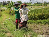 Begini Cara Petani Tangerang Usir Hama Burung di Sawah