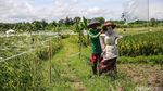 Begini Cara Petani Tangerang Usir Hama Burung di Sawah