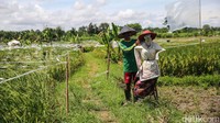Indat, petani padi di kawasan Curug, Kabupaten Tangerang, Banten, sedang memasang orang-orangan sawah untuk mengusir hama burung, Senin (4/3/2024).