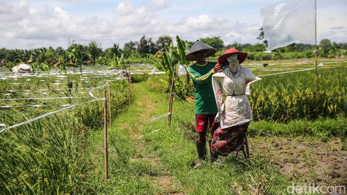 Begini Cara Petani Tangerang Usir Hama Burung di Sawah Hama burung sangat meresahkan petani di Curug, Tangerang. Beragam cara dilakukan untuk mengusirnya di antaranya dengan orang-orangan sawah hingga bunyi-bunyian, Senin (4/3/2024).