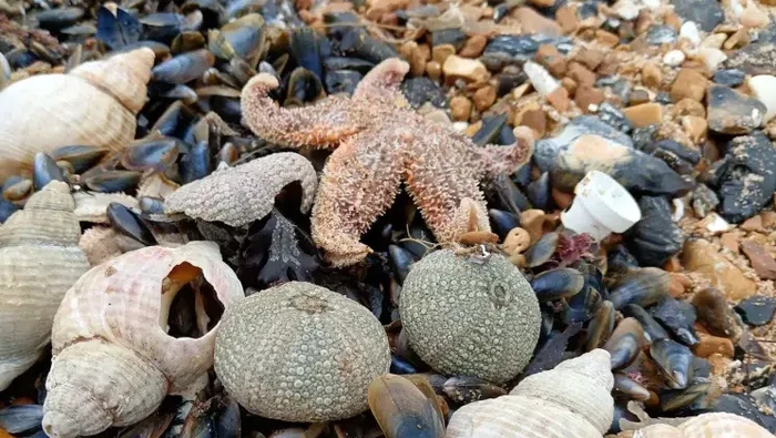 Di Kent, Inggris, ribuan bintang laut mati terdampar di pinggir pantai. Masyarakat diminta menjauh karena takut adanya penyakit potensial.