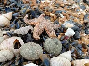 Misteri Kematian Ribuan Bintang Laut di Pantai Inggris