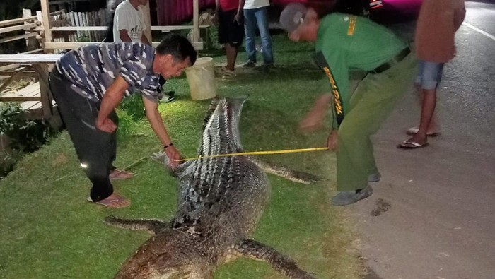 Warga di Kabupaten Muna, Sulawesi Tenggara (Sultra), menangkap seekor buaya berukuran 3,8 meter.