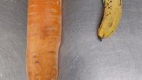 Sebesar apa ukuran wortel paling besar yang pernah kamu temui? Seorang netizen bagikan wortel raksasa yang besarnya 5 kali lipat lebih besar dari sebuah pisang. Foto: Bored Panda