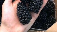 Jika biasanya buah berry memiliki ukuran yang kecil, blackberry netizen ini cukup 1 untuk mengenyangkan. Saking besarnya, ukurannya menyerupai buah salak. Foto: Bored Panda