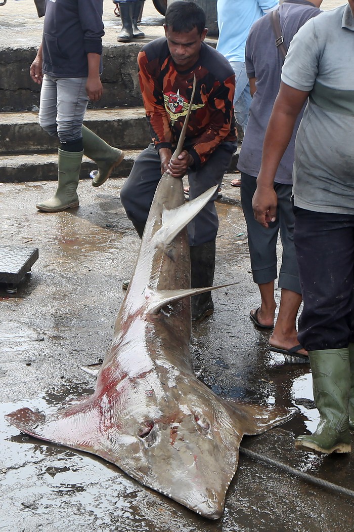 Pekerja membongkar muat ikan hiu pari (Rhynchobatus australiae) hasil tangkapan nelayan Pulo Aceh di Pelabuhan Samudera, Lampulo, Banda Aceh, Aceh, Senin (4/3/2024). Pusat Penelitian Oseanografi Lembaga Ilmu Pengetahuan Indonesia (LIPI) menyebutkan hiu pari memiliki penyebutan lain seperti hiu paridung, hiu lontar, liong bun, yungbun, petong gitar dan bandrong yang memiliki sirip kualitas super sehingga banyak diburu dengan harga antara Rp3 juta - Rp10 juta perekor tergantung ukuran. ANTARA FOTO/Irwansyah PutraSpt.