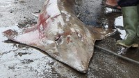 Pusat Penelitian Oseanografi Lembaga Ilmu Pengetahuan Indonesia (LIPI) menyebutkan hiu pari memiliki penyebutan lain seperti hiu paridung, hiu lontar, liong bun, yungbun, petong gitar dan bandrong yang memiliki sirip kualitas super sehingga banyak diburu dengan harga antara Rp3 juta - Rp10 juta perekor tergantung ukuran.