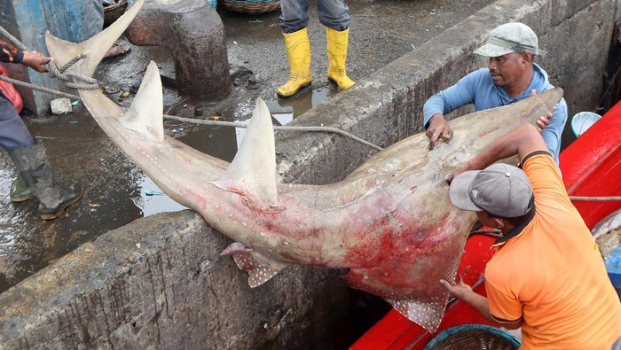 Pekerja membongkar muat ikan hiu pari (Rhynchobatus australiae) hasil tangkapan nelayan Pulo Aceh di Pelabuhan Samudera, Lampulo, Banda Aceh, Aceh, Senin (4/3/2024). Pusat Penelitian Oseanografi Lembaga Ilmu Pengetahuan Indonesia (LIPI) menyebutkan hiu pari memiliki penyebutan lain seperti hiu paridung, hiu lontar, liong bun, yungbun, petong gitar dan bandrong yang memiliki sirip kualitas super sehingga banyak diburu dengan harga antara Rp3 juta - Rp10 juta perekor tergantung ukuran. ANTARA FOTO/Irwansyah PutraSpt.