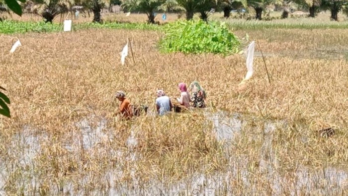 Ilustrasi sawah gagal panen.