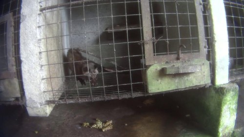 Penyekapan terhadap musang dalam industri pariwisata kopi luwak Bali. (Dok PETA)