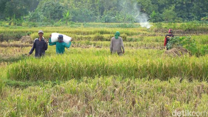 Petani Lamongan