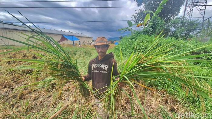 Petani setempat, Apep Wahyudi (40) saat memanen padi di Kampung Citaliktik, Desa Soreang, Kabupaten Bandung.