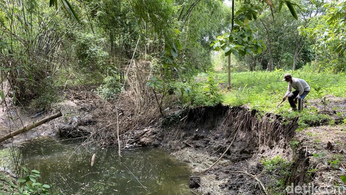 Salah satu warga di Dusun Krawut, Ngawi yang tanahnya longsor tergerus banjir luapan sungai.