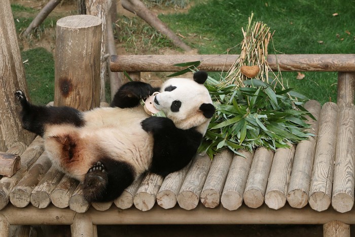 Tingkah Lucu Panda Raksasa yang akan Dikirim ke Tiongkok YONGIN, SOUTH KOREA - MARCH 03: Giant panda Fu Bao eats bamboo at Everland amusement park on March 03, 2024 in Yongin, South Korea. Fu Bao, a female giant panda born in Everland amusement park and turning four years old this year, will be transferred to the China Conservation and Research Center for the Giant Panda in Sichuan Province in early April under an international agreement. Chung Sung-Jun/Pool via REUTERS