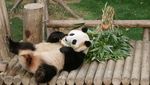 Panda Fu Bao Pulang ke China, Warga Korsel Nangis Sesenggukan