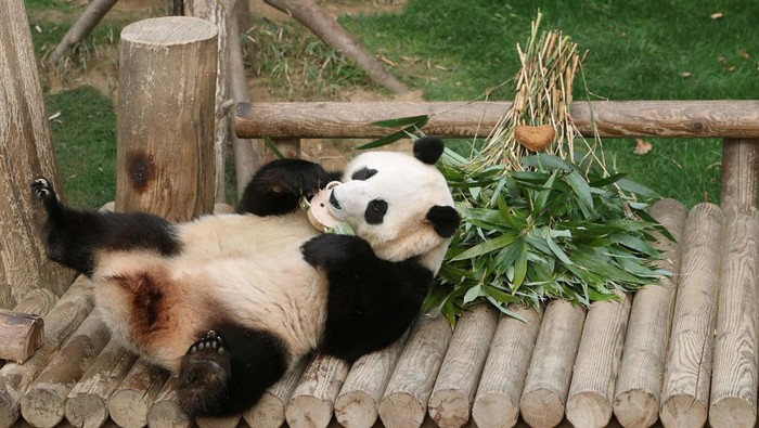 Tingkah Lucu Panda Raksasa yang akan Dikirim ke Tiongkok YONGIN, SOUTH KOREA - MARCH 03: Giant panda Fu Bao eats bamboo at Everland amusement park on March 03, 2024 in Yongin, South Korea. Fu Bao, a female giant panda born in Everland amusement park and turning four years old this year, will be transferred to the China Conservation and Research Center for the Giant Panda in Sichuan Province in early April under an international agreement. Chung Sung-Jun/Pool via REUTERS