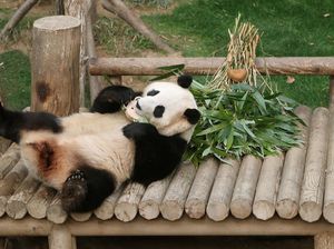 Potret Panda Fu Bao yang Kembali ke Tanah Leluhurnya