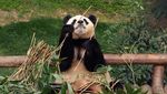 Tingkah Lucu Panda Raksasa yang Bakal Dikirim ke Tiongkok