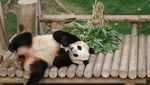 Tingkah Lucu Panda Raksasa yang Bakal Dikirim ke Tiongkok