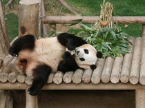Tingkah Lucu Panda Raksasa yang Bakal Dikirim ke Tiongkok