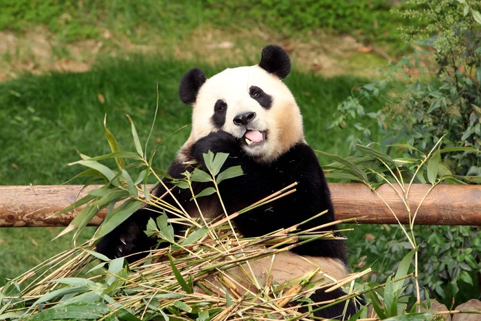 YONGIN, SOUTH KOREA - MARCH 03: Giant panda Fu Bao eats bamboo at Everland amusement park on March 03, 2024 in Yongin, South Korea. Fu Bao, a female giant panda born in Everland amusement park and turning four years old this year, will be transferred to the China Conservation and Research Center for the Giant Panda in Sichuan Province in early April  under an international agreement.      Chung Sung-Jun/Pool via REUTERS