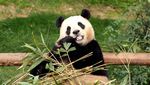 Panda Fu Bao Pulang ke China, Warga Korsel Nangis Sesenggukan