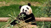 Adapun kabar terbarunya, pesawat yang membawa panda raksasa Fu Bao mendarat di Chengdu, Provinsi Sichuan, sekitar pukul 19:22 pada hari Rabu. Setelah pemeriksaan bea cukai di Bandara Internasional Chengdu Shuangliu, Fu Bao akan dibawa ke Cagar Alam Nasional Wolong (via REUTERS/Chung Sung-Jun)