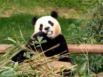 Panda Fu Bao yang Kini Kembali ke Tanah Leluhurnya di Tiongkok