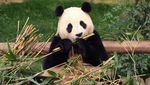 Tingkah Lucu Panda Raksasa yang Bakal Dikirim ke Tiongkok