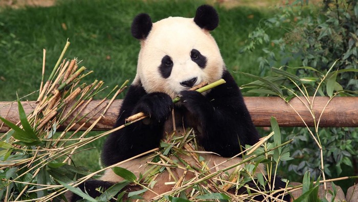 YONGIN, SOUTH KOREA - MARCH 03: Giant panda Fu Bao eats bamboo at Everland amusement park on March 03, 2024 in Yongin, South Korea. Fu Bao, a female giant panda born in Everland amusement park and turning four years old this year, will be transferred to the China Conservation and Research Center for the Giant Panda in Sichuan Province in early April under an international agreement. Chung Sung-Jun/Pool via REUTERS