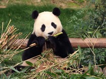 China Mulai Terima Mahasiswa Khusus Belajar Panda Raksasa
