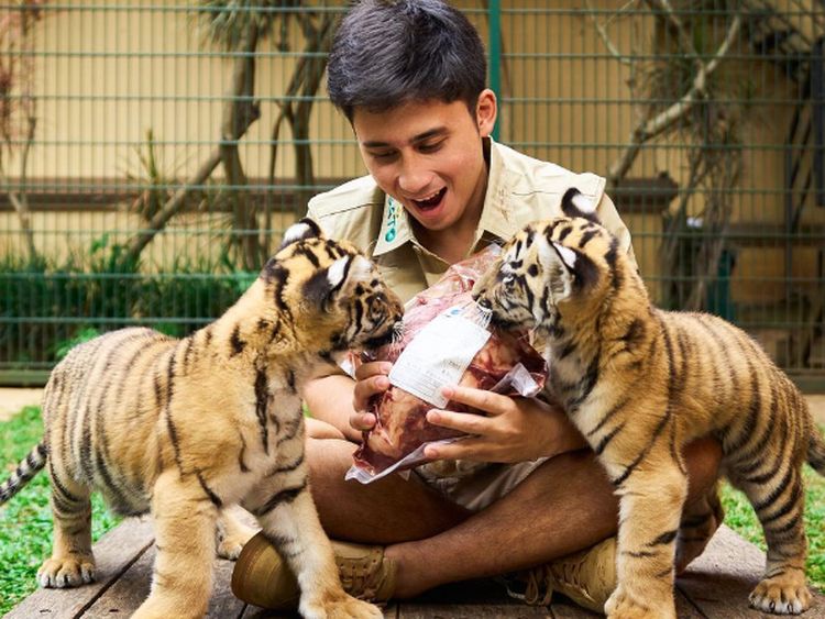 Alshad Ahmad Jual Rumah, Ini Momennya  Saat Beri Harimau Wagyu