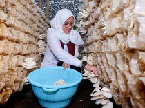 Fantastis, Kampung Jamur Banyuwangi Mampu Produksi 15 Ton Jamur Sebulan