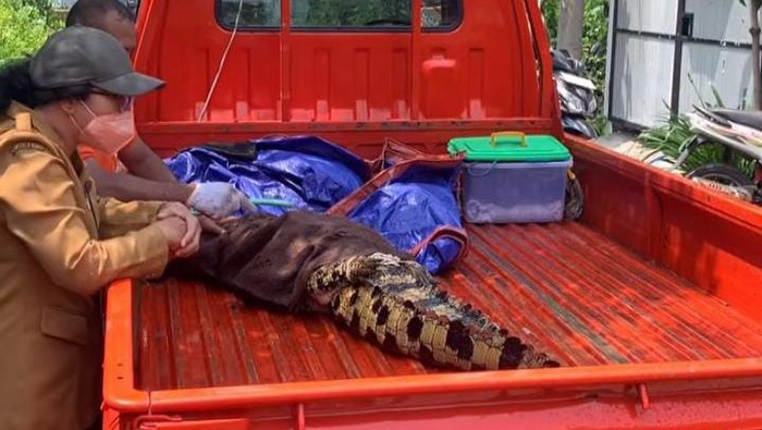 Evakuasi buaya peliharaan warga