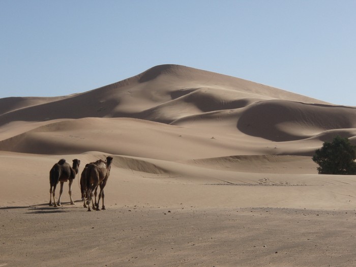 A view of the Lala Lallia star dune of the Sahara Desert, in Erg Chebbi, Morocco, as seen in an undated handout image from 2008