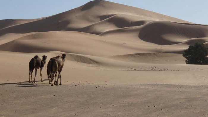 A view of the Lala Lallia star dune of the Sahara Desert, in Erg Chebbi, Morocco, as seen in an undated handout image from 2008