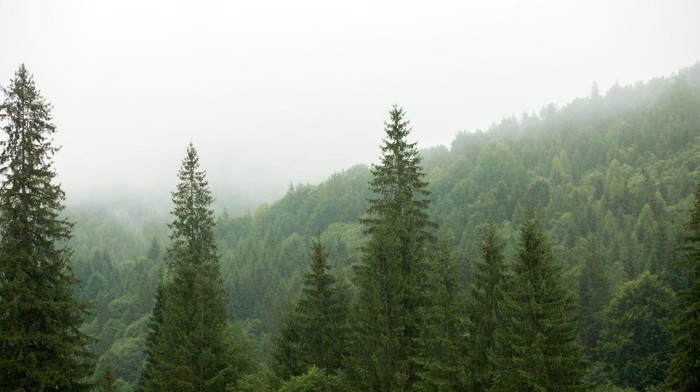 Hutan Pinus.