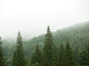 3 Spot Hutan Pinus Lumajang dan Daya Tariknya