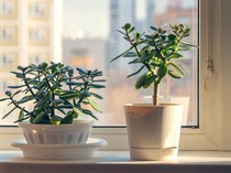 5 Tanaman Hias yang Berumur Panjang, Bisa Hidup Hingga Puluhan Tahun