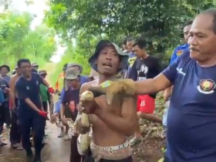 Operator Damkar Gunungkidul dibantu warga sekitar saat mengevakuasi ular piton di Padukuhan Wareng, Kalurahan Kepek, Kapanewon Saptosari, Gunungkidul, Selasa (5/3/2024).