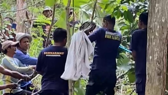 Operator Damkar Gunungkidul dibantu warga sekitar saat mengevakuasi ular piton di Padukuhan Wareng, Kalurahan Kepek, Kapanewon Saptosari, Gunungkidul, Selasa (5/3/2024).