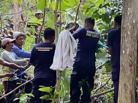 Operator Damkar Gunungkidul dibantu warga sekitar saat mengevakuasi ular piton di Padukuhan Wareng, Kalurahan Kepek, Kapanewon Saptosari, Gunungkidul, Selasa (5/3/2024).