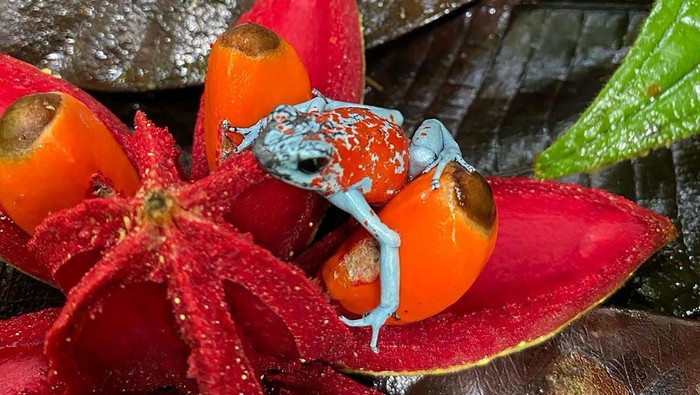 A person holds one of the 118 poisonous frogs that were seized at the El Dorado international airport in Bogota that were going to be trafficked to Brazil, in Tumaco, Colombia March 3, 2024. Bogota Environment Secretary/Handout via REUTERS THIS IMAGE HAS BEEN SUPPLIED BY A THIRD PARTY. NO RESALES NO ARCHIVES. MANDATORY CREDIT.     TPX IMAGES OF THE DAY