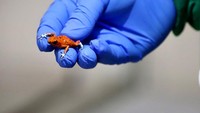 Sebelumnya ratusan katak itu akan diperdagangkan secara ilegal ke Brasil.  