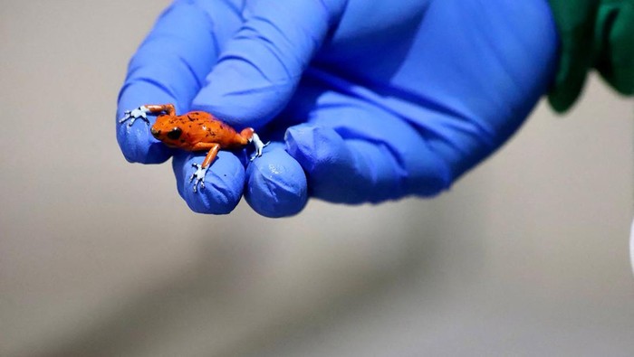 A person holds one of the 118 poisonous frogs that were seized at the El Dorado international airport in Bogota that were going to be trafficked to Brazil, in Tumaco, Colombia March 3, 2024. Bogota Environment Secretary/Handout via REUTERS THIS IMAGE HAS BEEN SUPPLIED BY A THIRD PARTY. NO RESALES NO ARCHIVES. MANDATORY CREDIT.     TPX IMAGES OF THE DAY