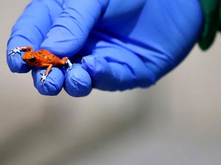 Penampakan Katak Mungil Beracun yang Diamankan Polisi Kolombia