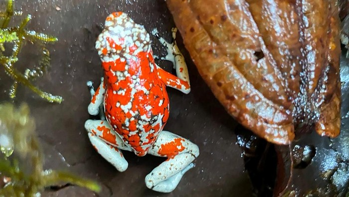 A person holds one of the 118 poisonous frogs that were seized at the El Dorado international airport in Bogota that were going to be trafficked to Brazil, in Tumaco, Colombia March 3, 2024. Bogota Environment Secretary/Handout via REUTERS THIS IMAGE HAS BEEN SUPPLIED BY A THIRD PARTY. NO RESALES NO ARCHIVES. MANDATORY CREDIT.     TPX IMAGES OF THE DAY
