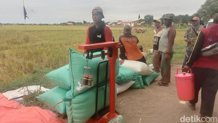Petani di Indramayu menimbang hasil panen