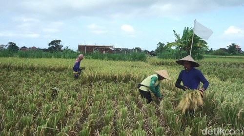 Petani di Klungkung, Selasa (5/4/2024). (Putu Krista/detikBali)