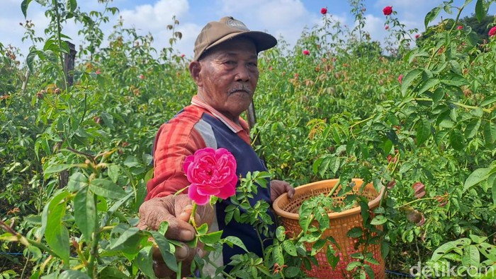 Petani Mawar di Jombang Panen Cuan Jelang Ramadan